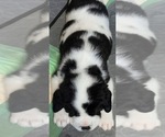 Small #6 Cane Corso-Saint Bernard Mix