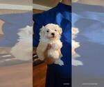Small #1 Maltipoo (Miniature)