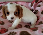Small Photo #1 Cavalier King Charles Spaniel Puppy For Sale in HUDSON, FL, USA