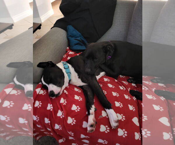 Medium Photo #4 American Staffordshire Terrier-Unknown Mix Puppy For Sale in San Juan Capistrano, CA, USA