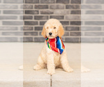 Puppy Bentley Goldendoodle