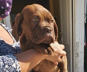 Dogue de Bordeaux Puppy for sale in CORONA, CA, USA