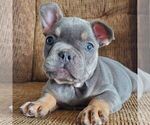 Small #2 French Bulldog
