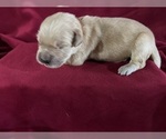 Small #3 Golden Retriever