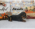 Small Photo #68 Cavalier King Charles Spaniel Puppy For Sale in CHANUTE, KS, USA