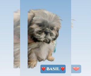Shih Tzu-Unknown Mix Dogs for adoption in Lincolnwood, IL, USA