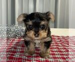 Small #1 Yorkshire Terrier