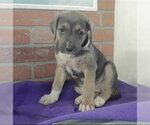 Small #1 American Staffordshire Terrier-Labrador Retriever Mix