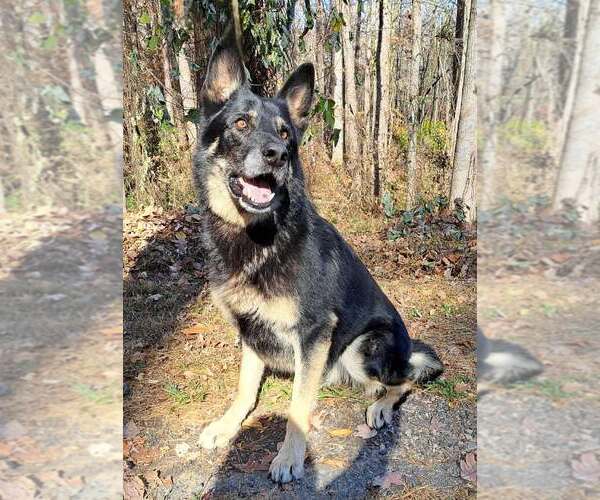 Medium Photo #1 Mutt Puppy For Sale in Clarkesville, GA, USA