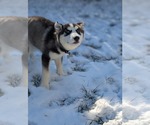 Small #1 Siberian Husky Mix