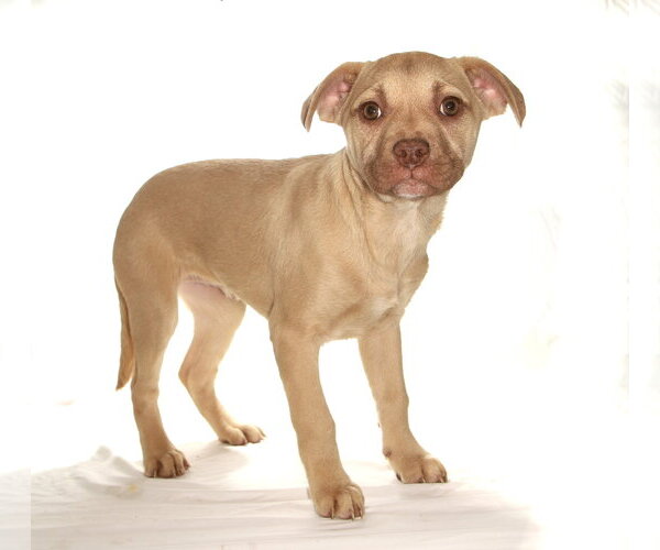 Medium Photo #3 French Bulldog-Siberian Husky Mix Puppy For Sale in Oakland Park, FL, USA