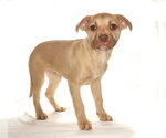 Small #2 French Bulldog-Siberian Husky Mix