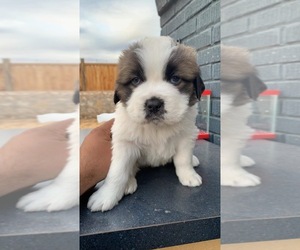 Saint Bernard Puppy for sale in EL PASO, TX, USA