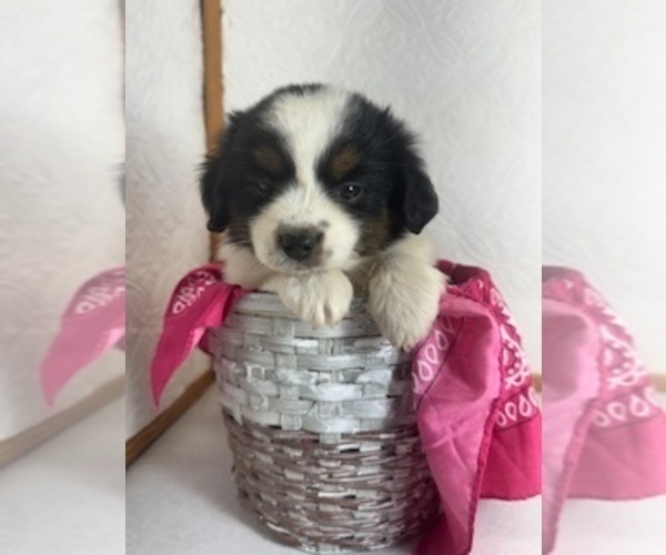 Medium Photo #4 Miniature Australian Shepherd Puppy For Sale in MOUNT AYR, IA, USA