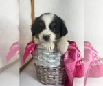 Small #3 Miniature Australian Shepherd