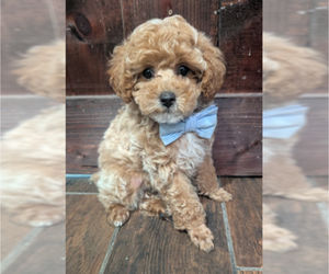 Poodle (Toy) Puppy for sale in RICHMOND HILL, GA, USA