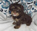Small Photo #4 YorkiePoo Puppy For Sale in ELKTON, KY, USA