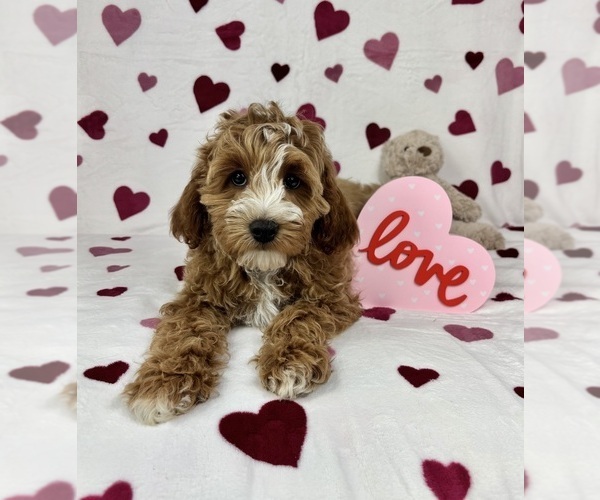 Medium Photo #3 Cavapoo (Standard) Puppy For Sale in GREENFIELD, IN, USA