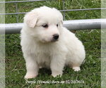 Puppy Puppy 2 Great Pyrenees