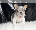 Small #3 French Bulldog