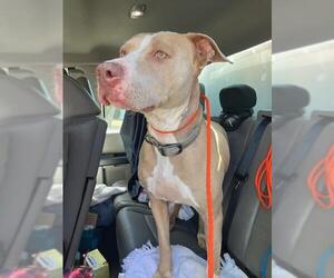 Mutt Dogs for adoption in Stockton, CA, USA