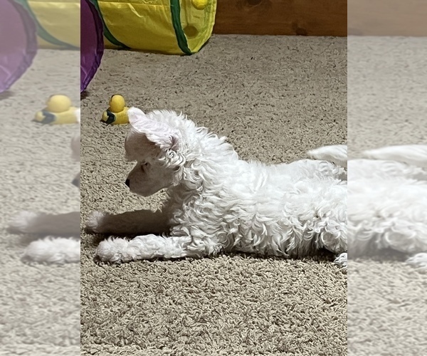 Medium Photo #3 Chinese Crested Puppy For Sale in DECATUR, TX, USA