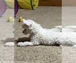 Small #2 Chinese Crested