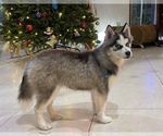 Small Photo #1 Pomsky-Siberian Husky Mix Puppy For Sale in WINDERMERE, FL, USA