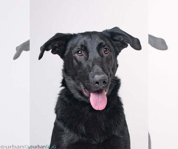 Medium Photo #1 Labrador Retriever-Unknown Mix Puppy For Sale in Tampa, FL, USA