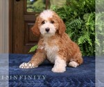 Small #3 Cavapoo (Miniature)