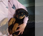 Small Photo #17 Rottweiler Puppy For Sale in COLORADO SPRINGS, CO, USA