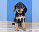 Sven - Male Australian Shepherd-Unknown Mix Dog for Adoption - Small photo