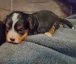 Small #13 Bernedoodle (Miniature)