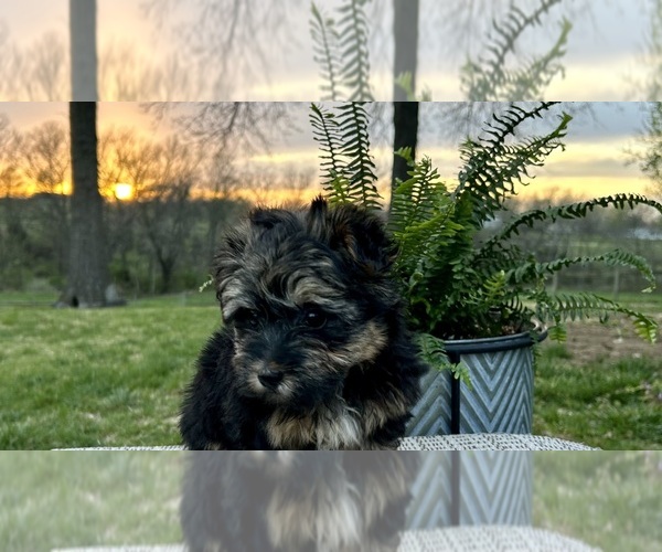 Medium Photo #4 Poovanese Puppy For Sale in KNOB NOSTER, MO, USA