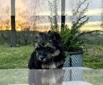 Small Photo #4 Poovanese Puppy For Sale in KNOB NOSTER, MO, USA