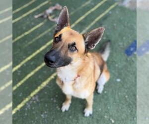 Rondo - Male Mutt Dog for Adoption - Photo #2
