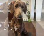 Small #3 Poodle (Standard)