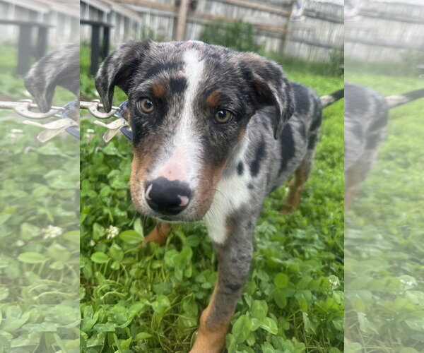 Medium Photo #6 Catahoula Leopard Dog Puppy For Sale in Germantown, OH, USA