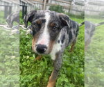 Small #5 Catahoula Leopard Dog