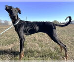 Small #24 Doberman Pinscher