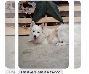 Pookimo Puppy for sale in GRABILL, IN, USA