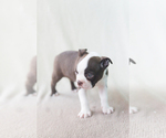 Small Photo #3 Boston Terrier Puppy For Sale in SALISBURY, MD, USA