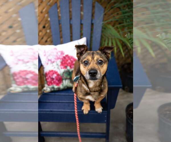 Medium Photo #9 Mutt Puppy For Sale in St. Louis Park, MN, USA