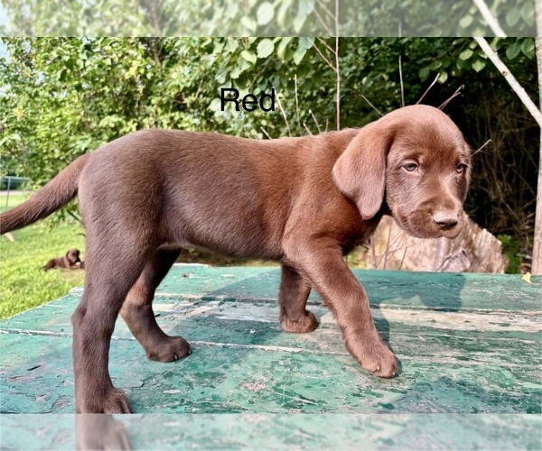 Medium Photo #3 Labrador Retriever Puppy For Sale in STANLEY, WI, USA
