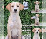 Small Golden Retriever Mix