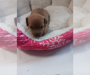 Dachshund Puppy for sale in IGNACIO, CO, USA
