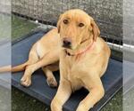 Small Photo #2 Labrador Retriever Puppy For Sale in San Diego, CA, USA