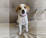 Small #3 Beagle-Colonial Cocker Spaniel Mix