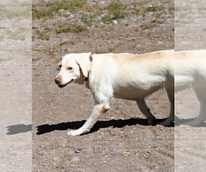 Mother of the Labrador Retriever puppies born on 05/23/2025
