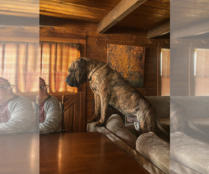 Father of the Presa Canario puppies born on 02/20/2026